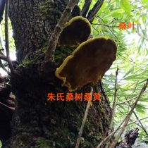 Wild Mulberry Mulberry Mulberry non-Tibetan Phelangzhus Qinling natural Mulberry Mulberry Mulberry in 10-15 years about 2 a catty