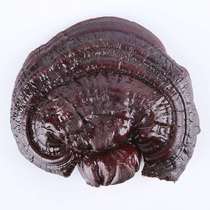 Semi-wild Ganoderma Zhi slices Northeast Changbai Mountain Linzhi sliced Ganoderma lucidum slices soaked in water Ganoderma Zhi tea and wine soup