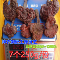 Shennongjia pure wild Ganoderma lucidum super wild Ganoderma lucidum black Ganoderma lucidum 250g parts