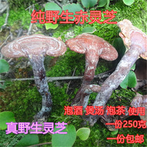 Shennongjia wild Ganoderma lucidum wild Ganoderma lucidum wild Ganoderma lucidum Ganoderma lucidum Ganoderma