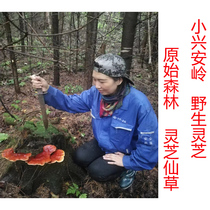 Xiaoxingan Mountains Wild Ganoderma lucidum grass Northeast Heilongjiang Yichun Xiaoxinganling virgin forest pine fir red Ganoderma lucidum