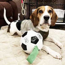 Dog toy football self-Hi puzzle relief artifact elastic pull interactive training bite rubber big dog Teddy border herd