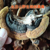  Changbai Mountain wild poplar mulberry yellow ganoderma lucidum natural deep mountain picking 250g pruning Northeast Phnom Penh mulberry yellow
