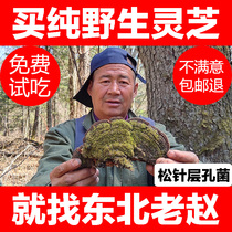 Changbai Mountain wild pine needle layer hole bacteria northeast pine needle Ganoderma lucidum pine pine needle pinhole fungus 250g