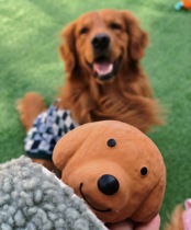 Japanese DOG DEPT pet latex Tong ball DOG TOY ball ball golden retriever DOG DOG TOY