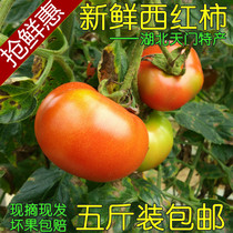 新鲜西红柿湖北天门特产番茄农家自种老品种红番茄现摘应季瓜果