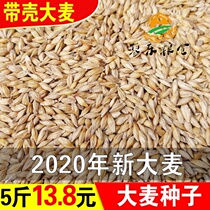 5 kg of new barley grains with shells to make maltose barley tea raw material seeds sprouting seedlings squeezing juice can make wine