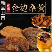 Phellinus wild special Ganoderma lucidum Tibet Autonomous Region natural Ganoderma lucidum wild authentic Mulberry Phnom Penh Phellinus