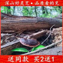 Special grade Fujian Tulou virgin forest wild deep mountain growth purple Ganoderma lucidum natural Ganoderma lucidum wine tea stew health