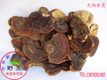 Pure wild Ganoderma lucidum (unhandled Ganoderma lucidum) Wild promise Wuzhishan origin delivery