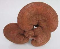 Xiaoxingan Mountains specialty (Ganoderma lucidum) cultured Ganoderma lucidum Ganoderma lucidum