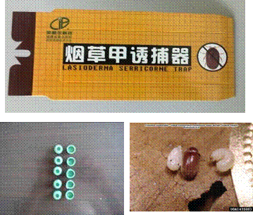 烟草甲诱芯,烟草甲性诱剂,烟草甲虫诱捕器(量大优惠)