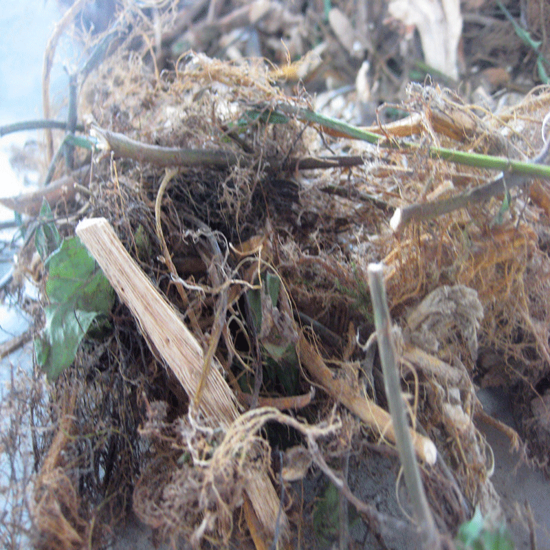 牛奶根小种福建宁德古田青草药纯野生健胃清香是炖补的好佐料100g