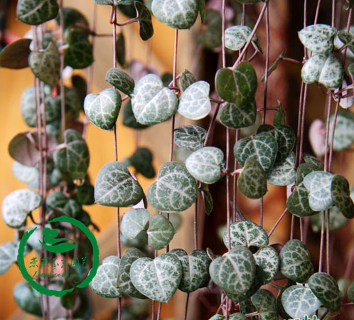 吊兰护盆草系列子持佛珠爱之蔓炫叶姬星美人黄金万年草若绿紫玄月