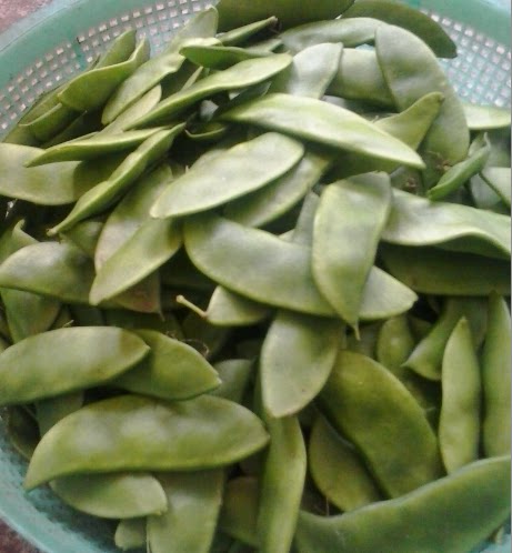 上海崇明 农家自种洋扁豆 白扁豆,红扁豆绿色新鲜蔬菜 带壳