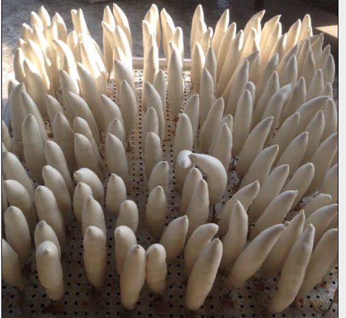 山东特产正宗散称恩城签子馒头手工老面长长馍馍2016年货首选