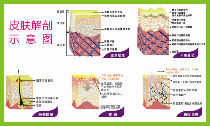 042皮膚解剖圖 皮膚結構掛圖美容掛圖化妝店掛圖大圖1x0.6米包郵