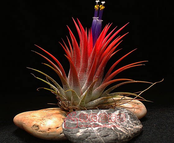 空气凤梨 大型墨西哥精灵 新到货 大量出售 特价包邮还送底座