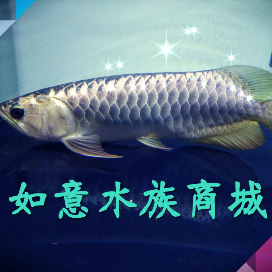 金马头鱼-金马头鱼促销价格、金马头鱼品牌- 淘宝