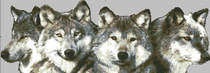 C1466 Four wolves cross stitch electronic drawing redraw source file XSD