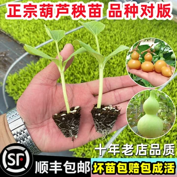 文玩葫芦幼苗-文玩葫芦幼苗促销价格、文玩葫芦幼苗品牌- 淘宝