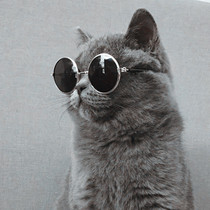 Pet dog cat sunglasses pet glasses cat glasses