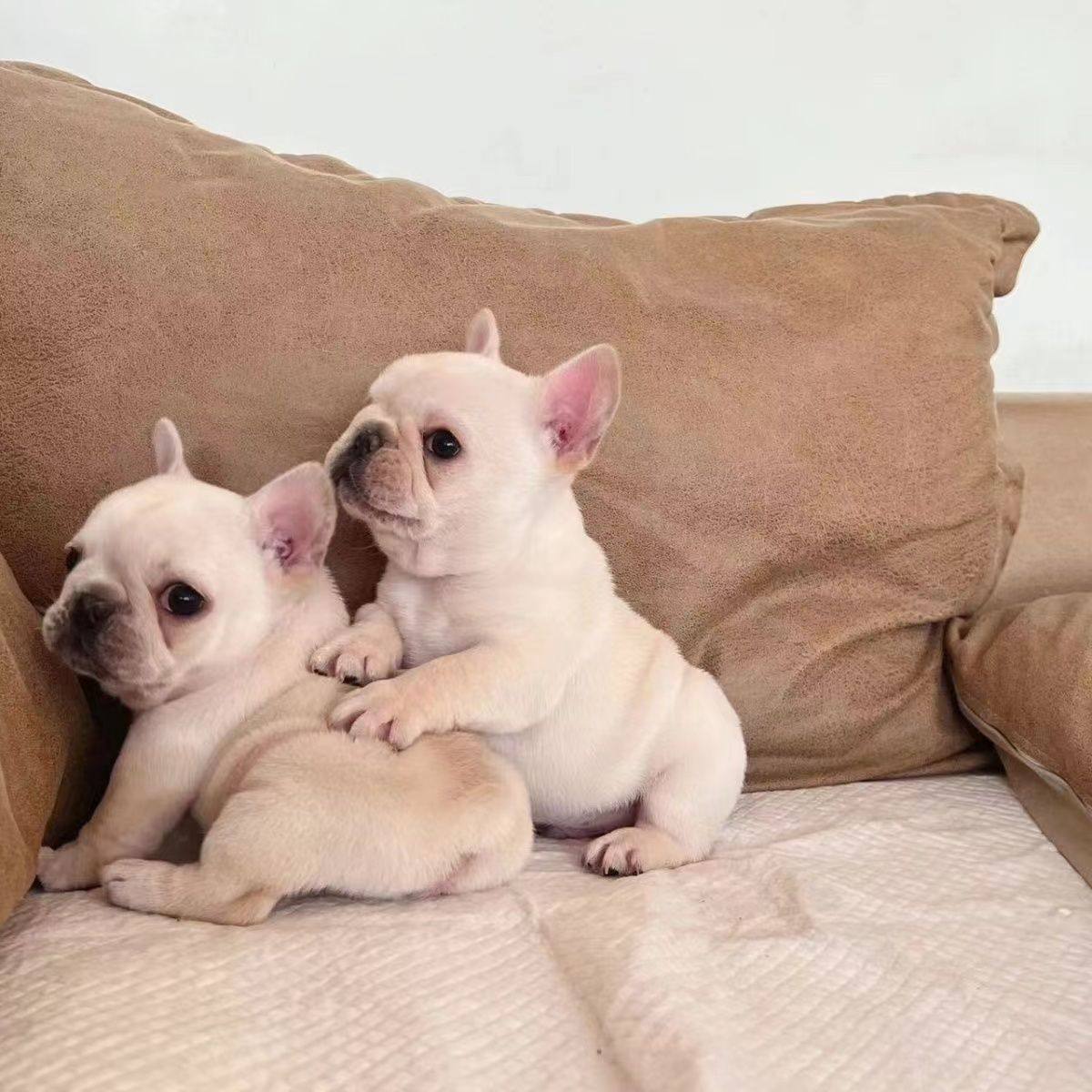 法国斗牛犬：人气飙升，都市人群中深受喜爱_搜狐网, image size:1200x1200