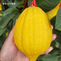 Jinhua Buddhas hand green citron fruit fresh pick bergamot lemon fruit placed ornamental smell for Buddha to make tea can be