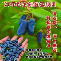 21 years old Yichun wild indigo fruit Fresh fruit Goats milk fruit Heixiazi fruit Mountain eggplant fruit Wild fruit pulp 500g