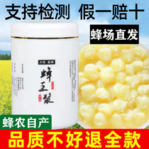 Royal Jelly Beekeepers Direct Wild Pure Natural Homemade Fresh Royal Jelly 500g (Buy 2 Get Honey)