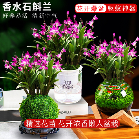 水培七彩香水石斛兰精选和水培七彩香水石斛兰品牌价格与图片-淘宝商品网