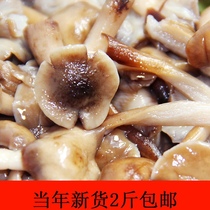 Northeast wild hazelnut mushroom pickled grass mushroom Changbai Mountain specialty edible real mushroom hazelnut mushroom fresh mushroom mushroom