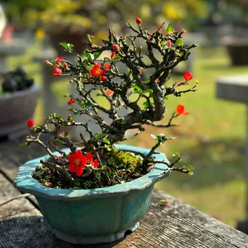 红花一号长寿梅盆景-红花一号长寿梅盆景促销价格、红花一号长寿梅盆景