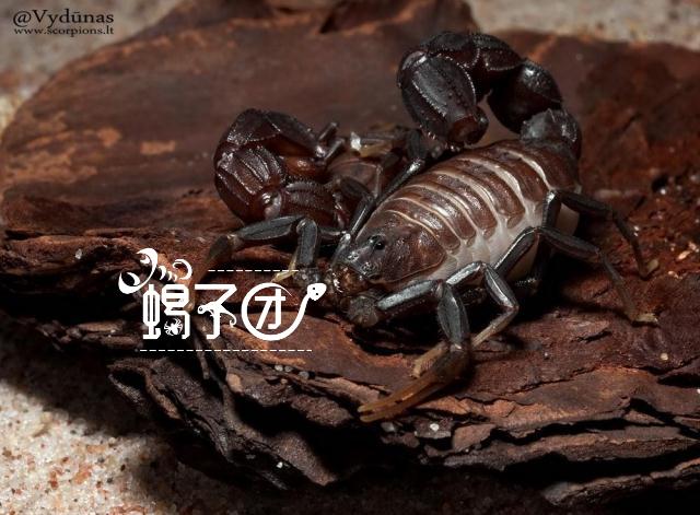 Bicolor Black Fat-Tailed Scorpion Androctonus bicolorAB  