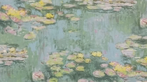 Water Lily