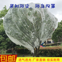 Plant insect-proof net cover Cherry Bayberry fruit tree insect-proof bird Net Set vegetable fruit anti-fruit fruit fly bag net gauze net