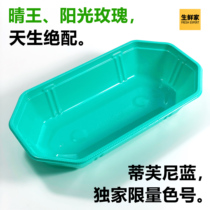Boat type disposable fruit box Plastic green grape tray packing box No cover rectangular boat-shaped packing box