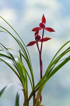 醉红素兰花-醉红素兰花促销价格、醉红素兰花品牌- 淘宝