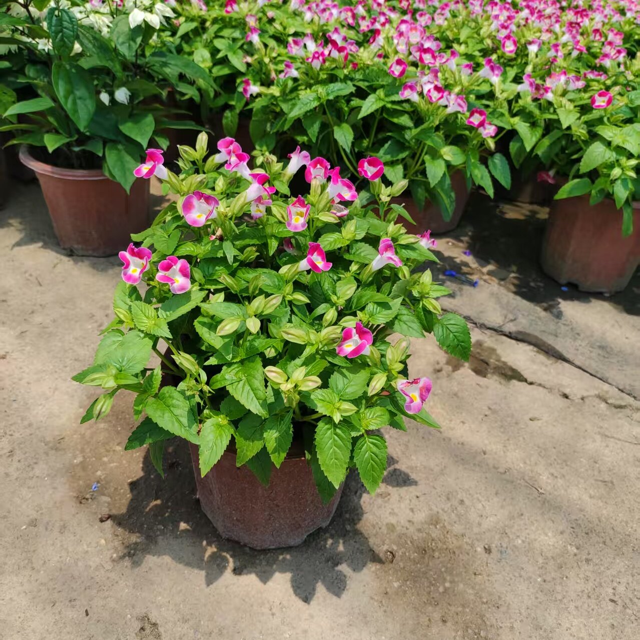 夏堇花-夏堇花促销价格、夏堇花品牌- 淘宝
