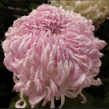 鹅毛粉黛菊苗-鹅毛粉黛菊苗促销价格、鹅毛粉黛菊苗品牌- 淘宝