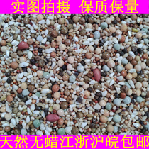 Yapinhong AA Baby Pigeon Pigeon grain Pigeon Pigeon 50kg pigeon feed Jiangsu Zhejiang Shanghai and Anhui