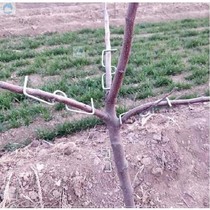   Fruit Tree Pull Branches Styling Universal Bending Clips With Bender Pull Straight Branches Agricultural Basin View Garden Whole Branches