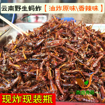  Yunnan flavor Special spicy fried grasshopper food bug snacks Edible grasshopper insects 140g
