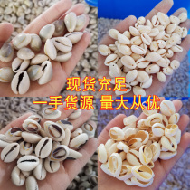 Natural shell small conch ash Phnom Penh snails Phnom Penh shellfish sliced top fish tank decoration dyi accessories