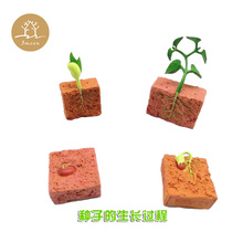 Simulation Animal Plant Growth Process Model Seed Soybean Growth Cycle Early Teach Childrens Science Toys