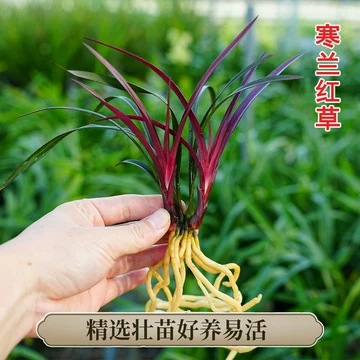 寒兰红草-寒兰红草促销价格、寒兰红草品牌- 淘宝