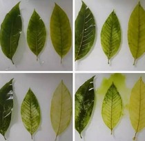 Student experiment making leaf specimen leaf vein bookmark diy material semi-finished leaf bookmark Pigment dyeing