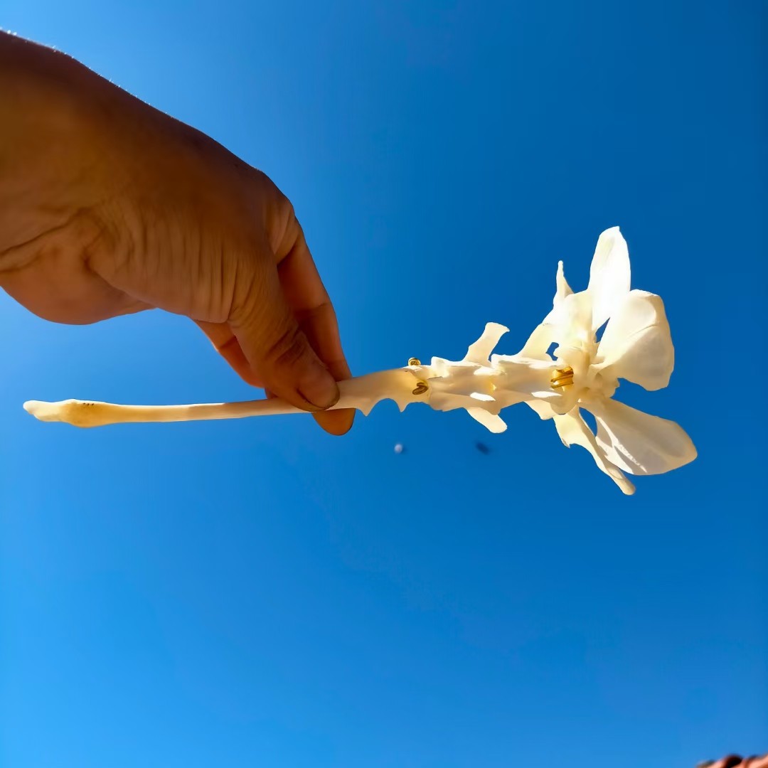 骨头花-骨头花促销价格、骨头花品牌- 淘宝, image size:1080x1080