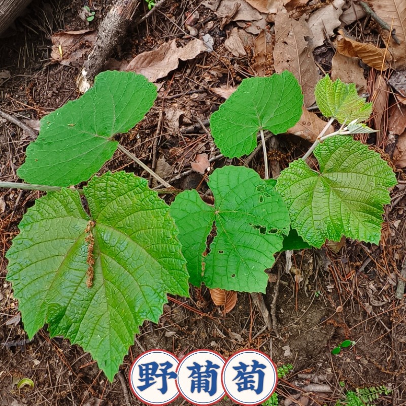 野葡萄苗-野葡萄苗促销价格、野葡萄苗品牌- 淘宝