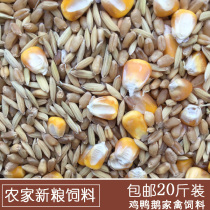 Farmhouse new grain rice wheat corn seed pigeon chicken duck bird pet feed bird food 20 Jin